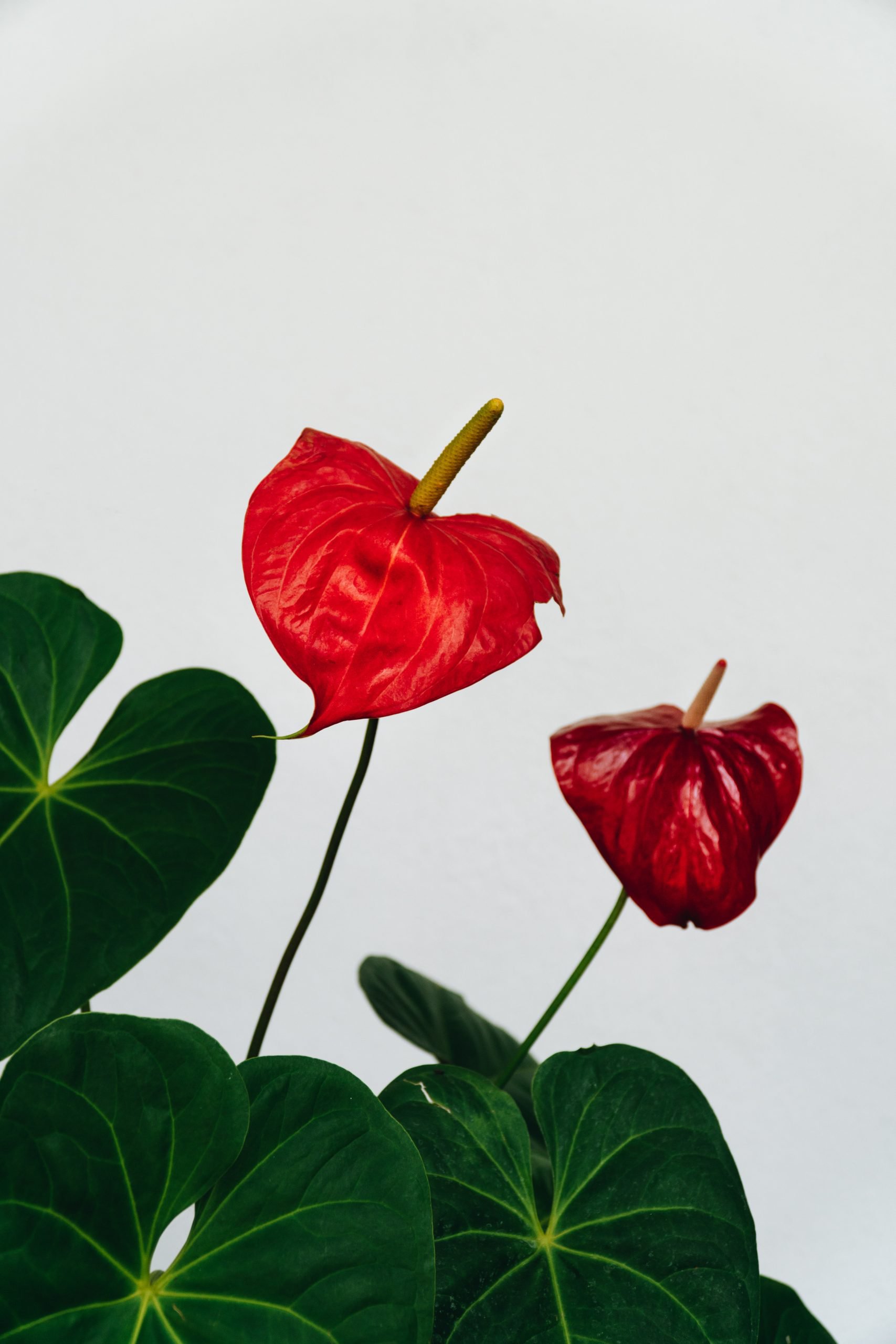 Lire la suite à propos de l’article Organisation d&rsquo;intérieur: l&rsquo;Anthurium