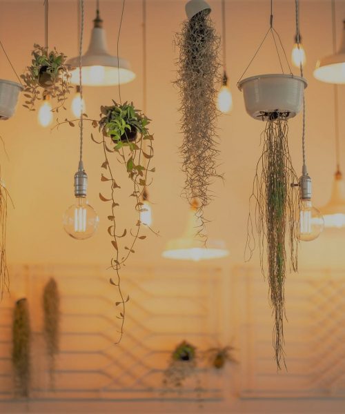 ampoule suspendu et lianes suspendues